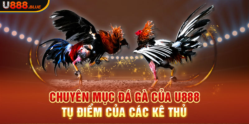 Chuyên mục đá gà của U888 - tụ điểm của các kê thủ