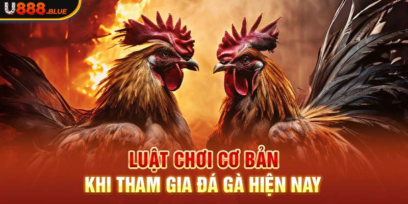 Luật chơi cơ bản khi tham gia đá gà hiện nay