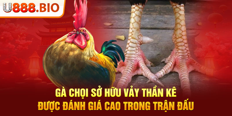 Gà chọi sở hữu vảy thần kê được đánh giá cao trong trận đấu